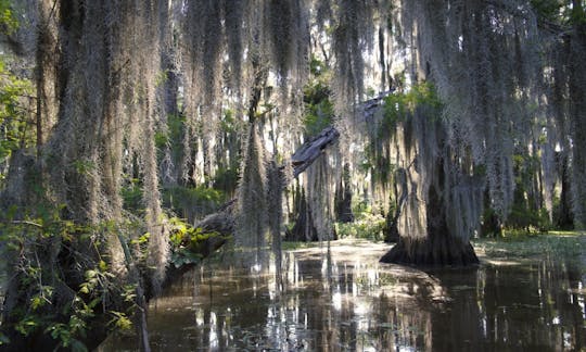 Guided swamp and bayou boat tour
