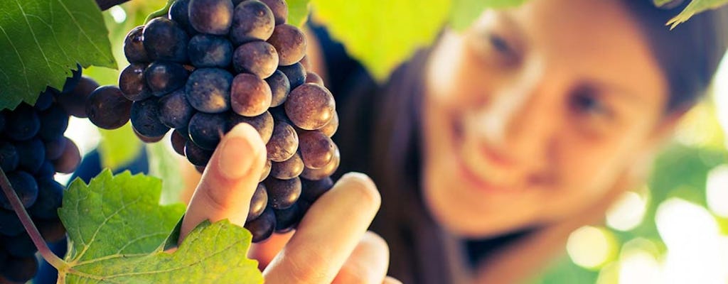 Visite de San Gimignano, Chianti et Montalcino au départ de Sienne avec dégustation de vins