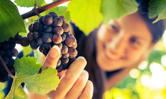 Tour di San Gimignano, Chianti e Montalcino da Siena con degustazione di vini