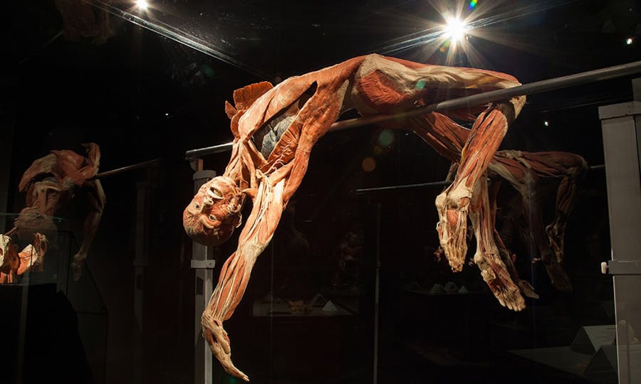 Billet coupe-file Body Worlds d'Amsterdam: le projet Happiness