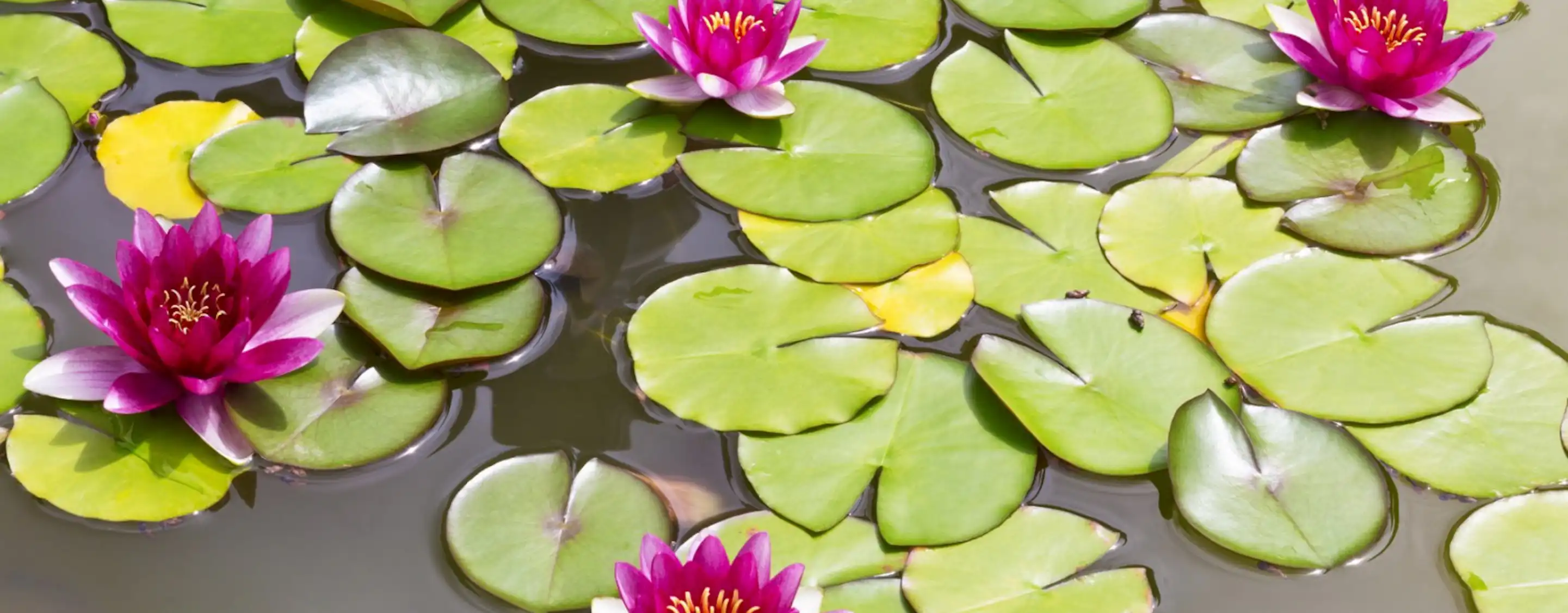 Giverny