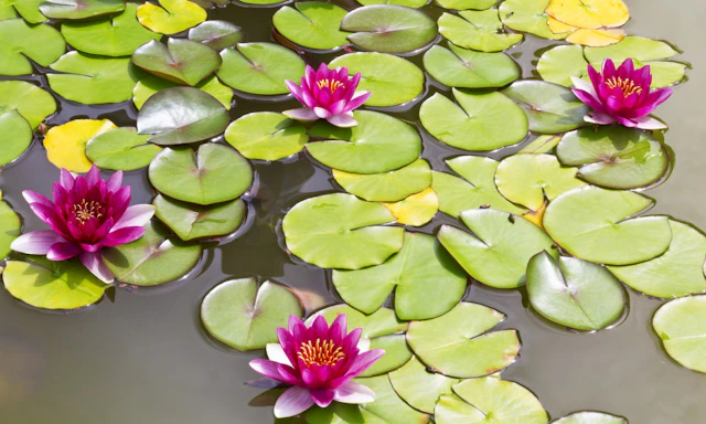 Giverny