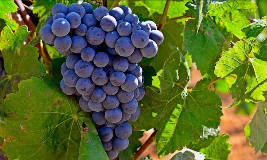 Wine tour in Valencia with tasting and lunch
