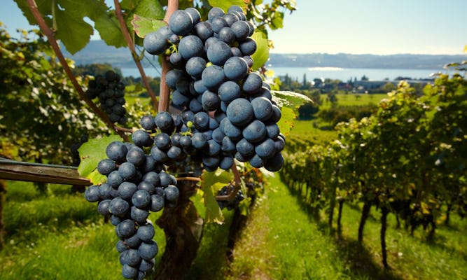 Private geführte Tagstour der Medoc Weinbauregion