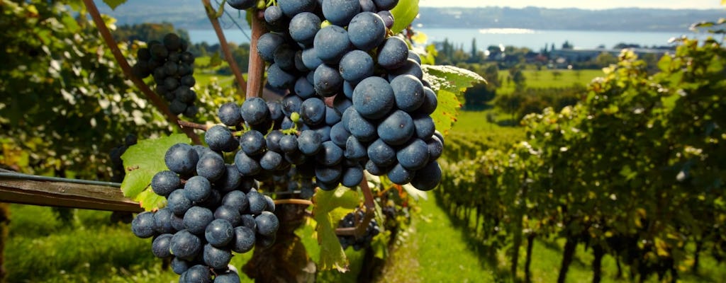 Private geführte Tagstour der Medoc Weinbauregion