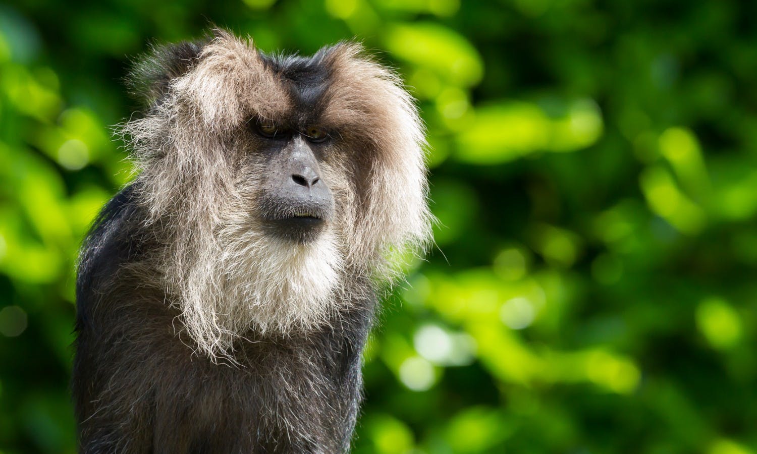 La Ménagerie, Jardin des Plantes zoo - tickets