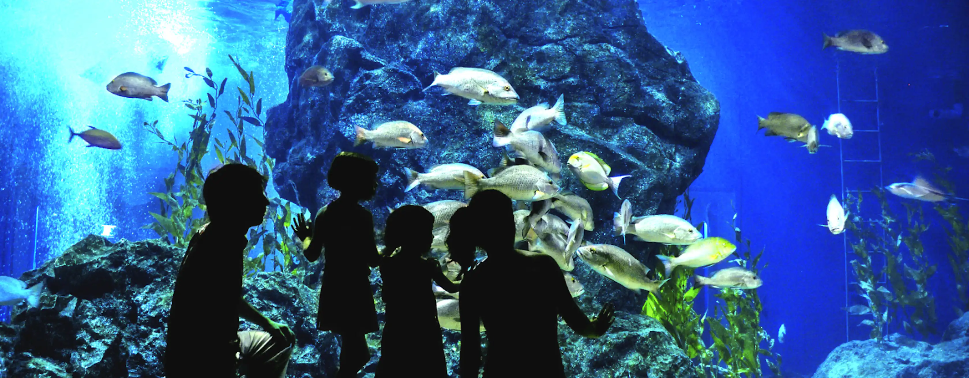 Acquario di Parigi - Cinéaqua: biglietti e visite guidate