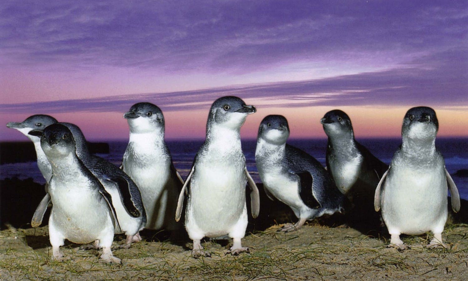 Parada pingwinów na Phillip Island i wycieczka po dzikiej przyrodzie