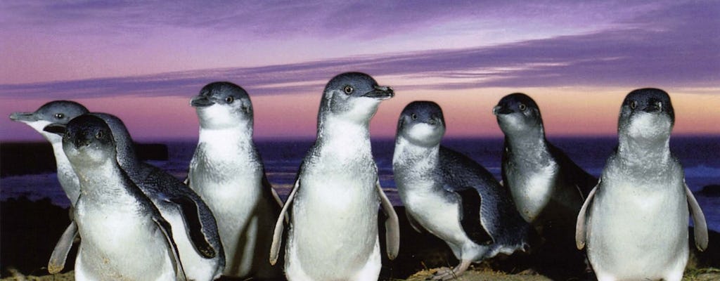 Parada pingwinów na Phillip Island i wycieczka po dzikiej przyrodzie