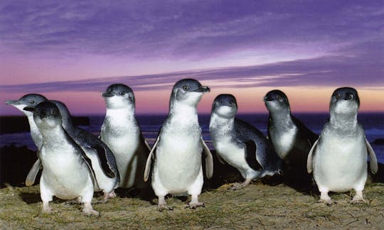 Phillip Island penguin parade and wildlife tour
