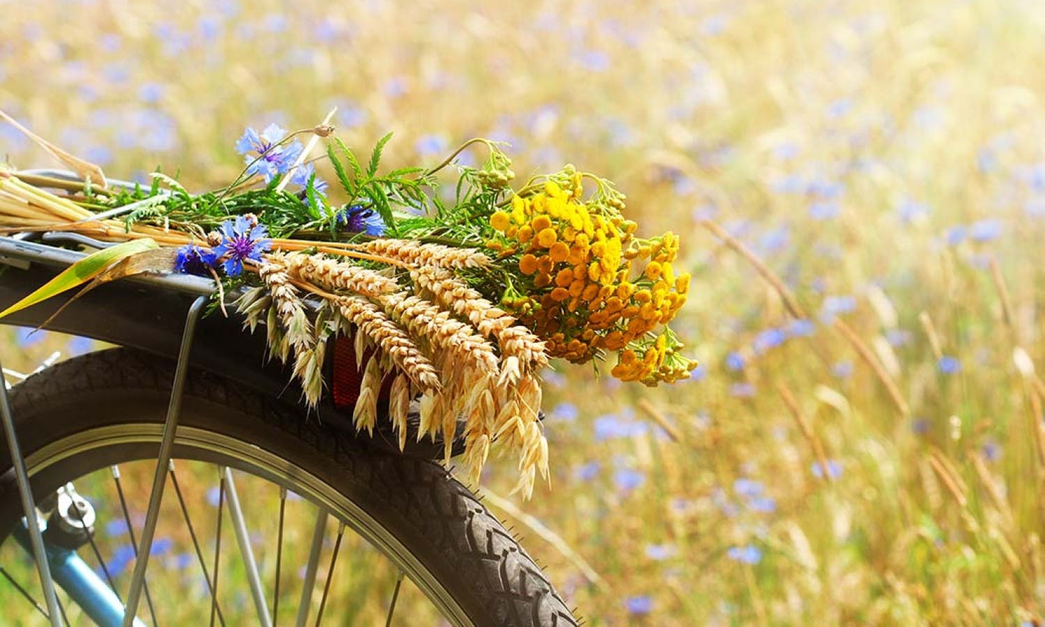 Chianti e-bike tour vanuit San Gimignano met typische lunch en wijnproeverij