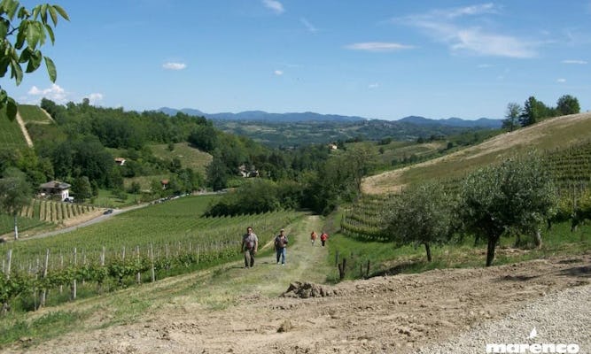 Private visit and exclusive Moscato wine tasting at Marenco's Winery in Monferrato