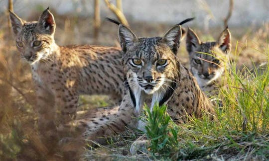 Wycieczka z przewodnikiem do Parku Narodowego Doñana 4x4 z Sewilli