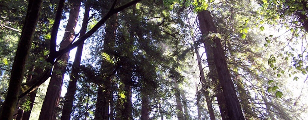 Muir Woods zu Kaliforniens Coastal Redwoods Tour