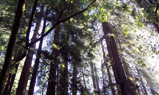 Muir Woods para a excursão pela Redwoods costeira da Califórnia