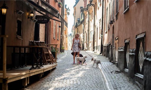 Stockholm old town street and dogs.jpg