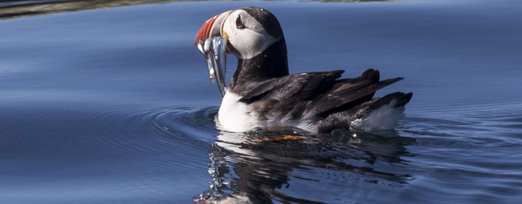 Tour di osservazione dei puffini da Reykjavik