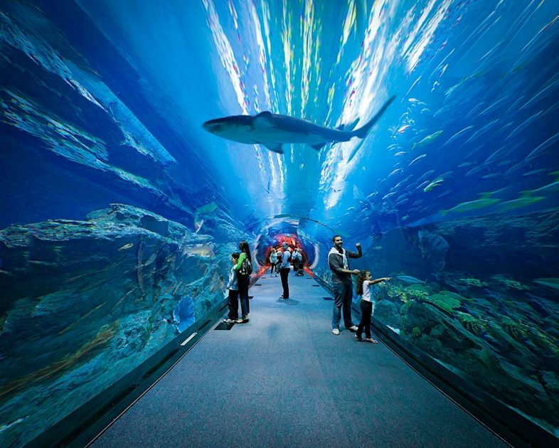 Dubai Aquarium Underwater Zoo Musement Dubai Aquarium Underwater Zoo Musement