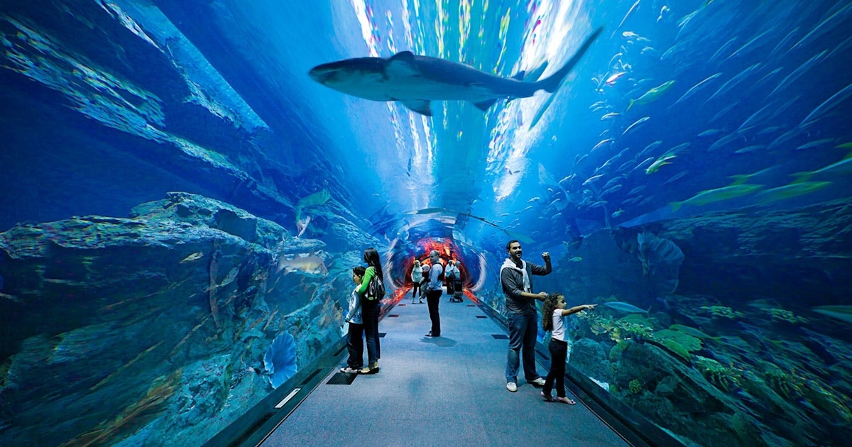 Dubai Aquarium & Underwater Zoo Tickets  musement