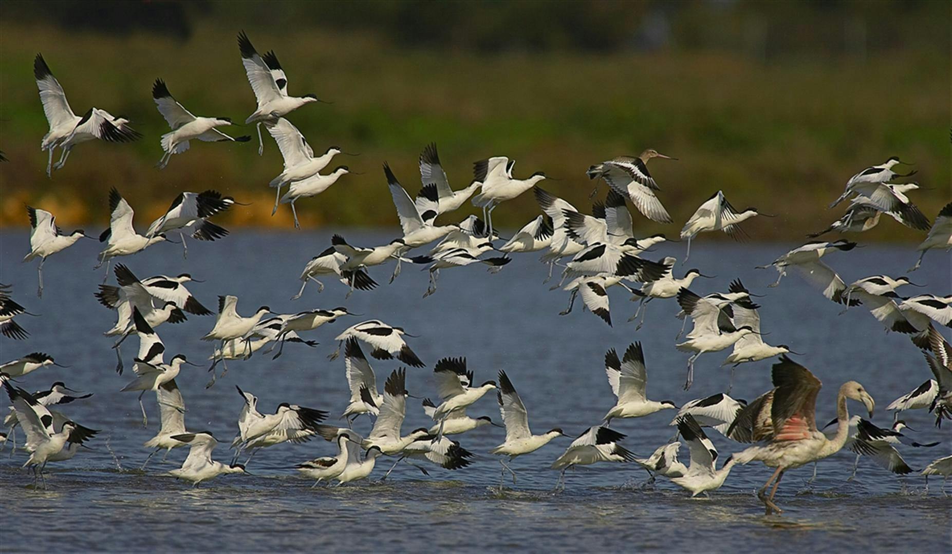 Visita guiada al parque nacional de Doñana, El Rocío y Matalascañas desde Sevilla