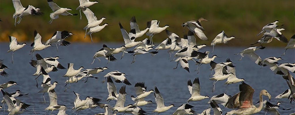 Visita guiada al parque nacional de Doñana, El Rocío y Matalascañas desde Sevilla