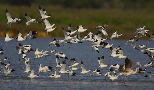 Visite guidée du parc national de Doñana, d'El Rocío et de Matalascañas au départ de Séville