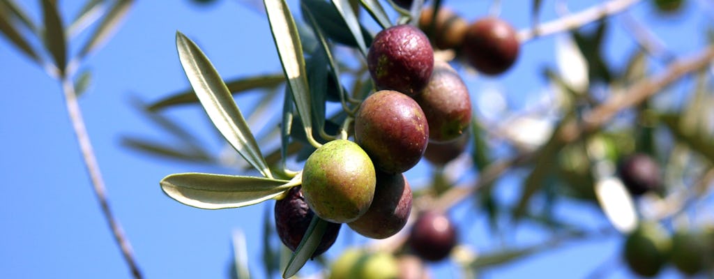 Visita a una finca de aceite de oliva desde Sevilla