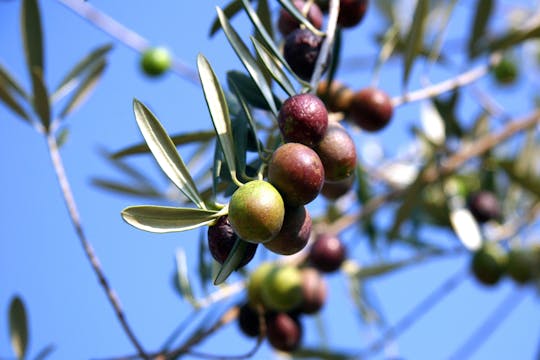 Tour de fazenda de azeite de Sevilha