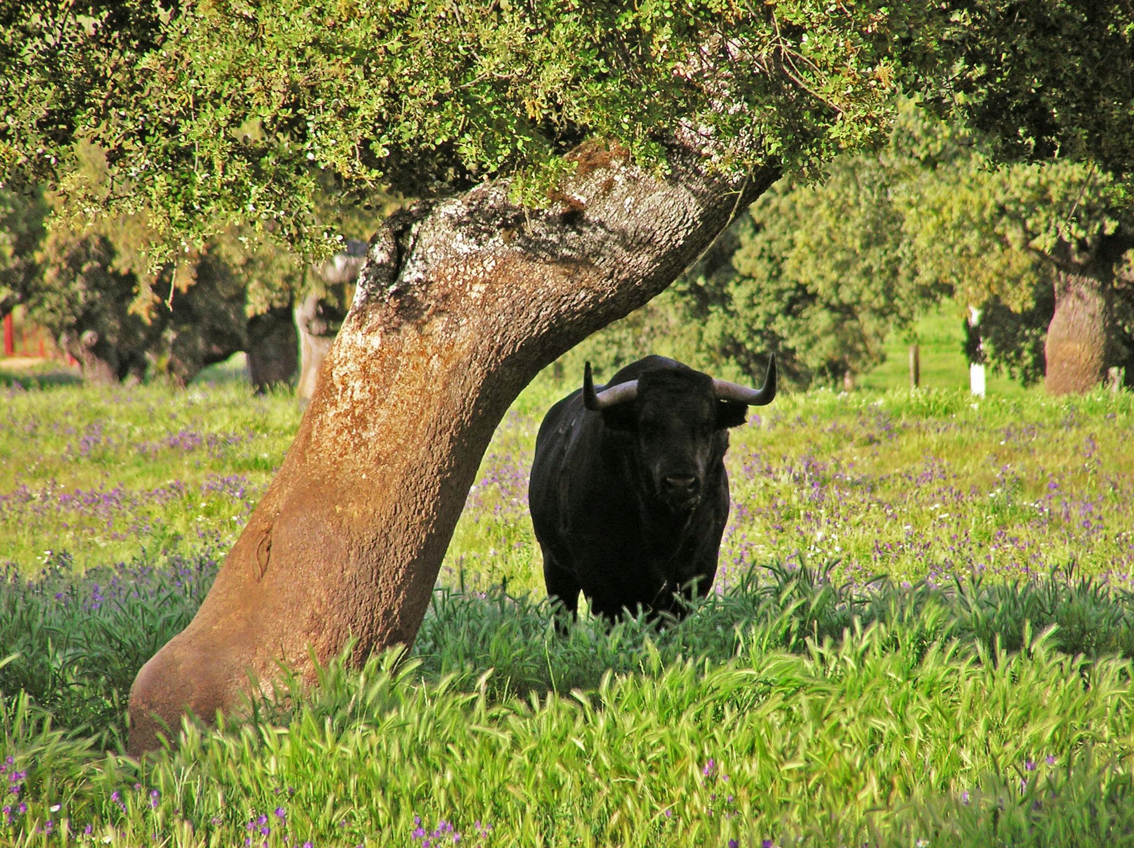 Visita guiada de medio día a una granja de toros desde Sevilla