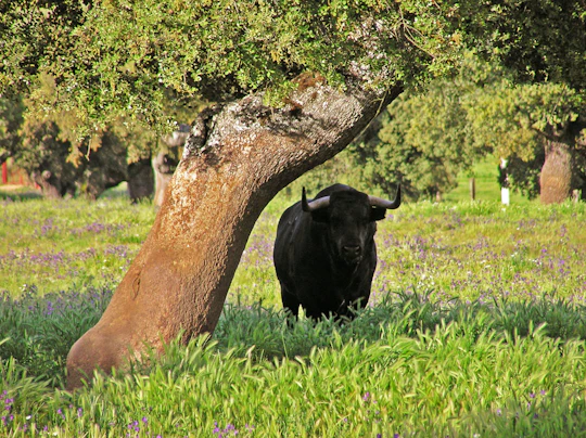 Bull-breeding farm guided half-day tour from Seville