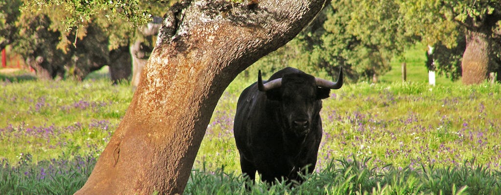 Visita guiada de medio día a una granja de toros desde Sevilla