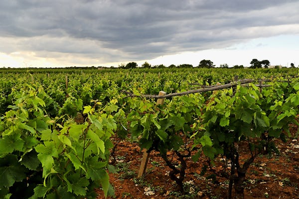 Salento wijnkelders tour vanuit Bari
