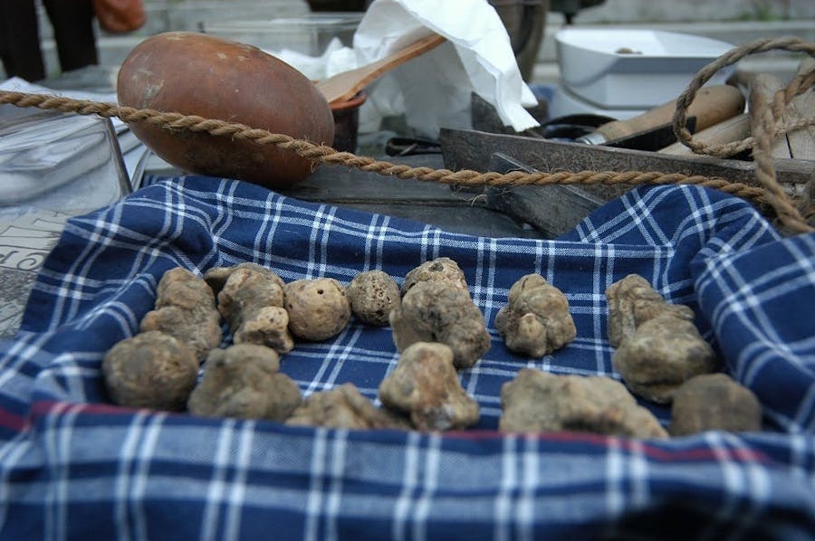 Truffeljagen en wijnproeven met Barolo in Langhe
