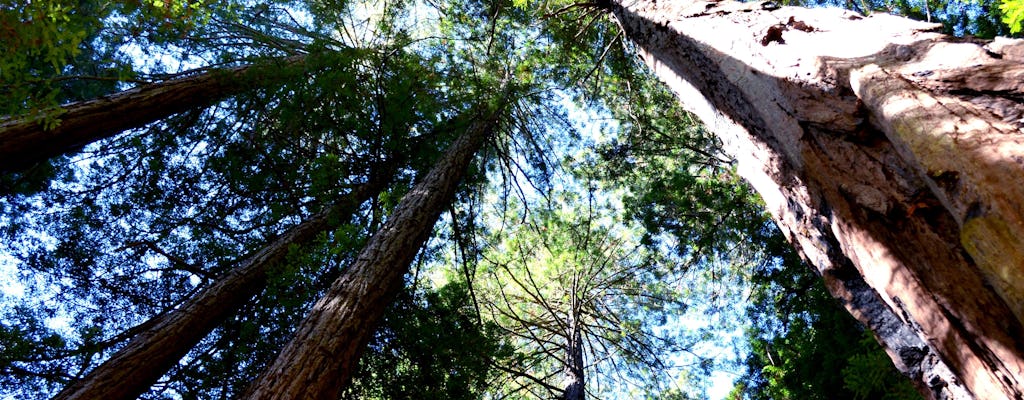 Escapadinha para campo de sequoias-vermelhas e região vinícola com saída de São Francisco