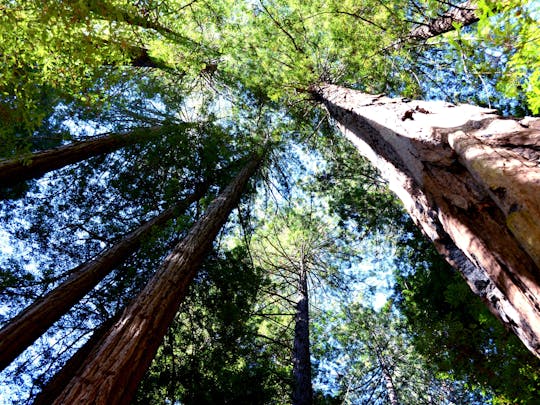 Redwoods und Weinland entkommen aus San Francisco