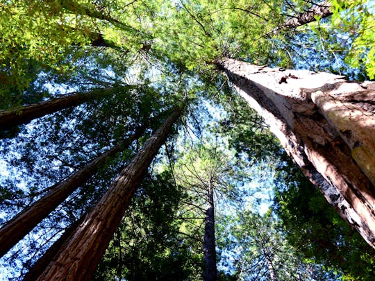 Redwoods en wijnland ontsnappen uit San Francisco