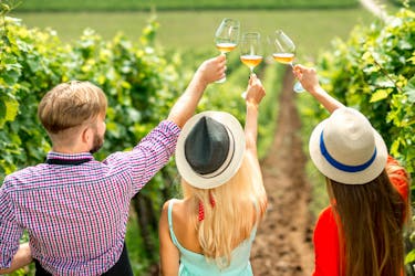 Экскурсия по виноградарству и дегустации вин на винодельне Микель Джейн