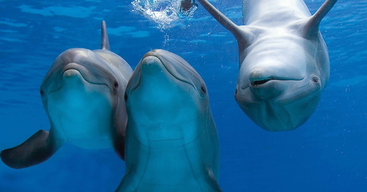 Общение дельфинов между собой. Разговор дельфинов. Белуха эхолокация. Дельфины под водой с детьми.