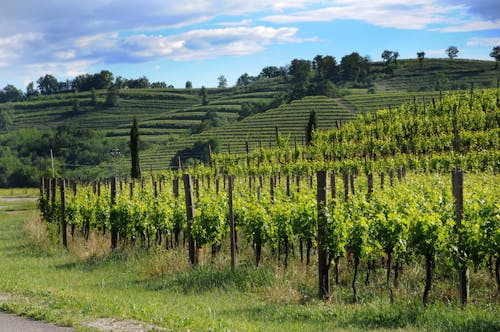 Guided visit and wine tasting in Friuli at the organic Mont'Albano Winery