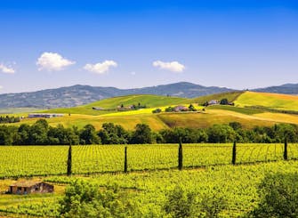 Degustazione di vino vegano in Oltrepo Degustazione di vino vegano in Oltrepo
