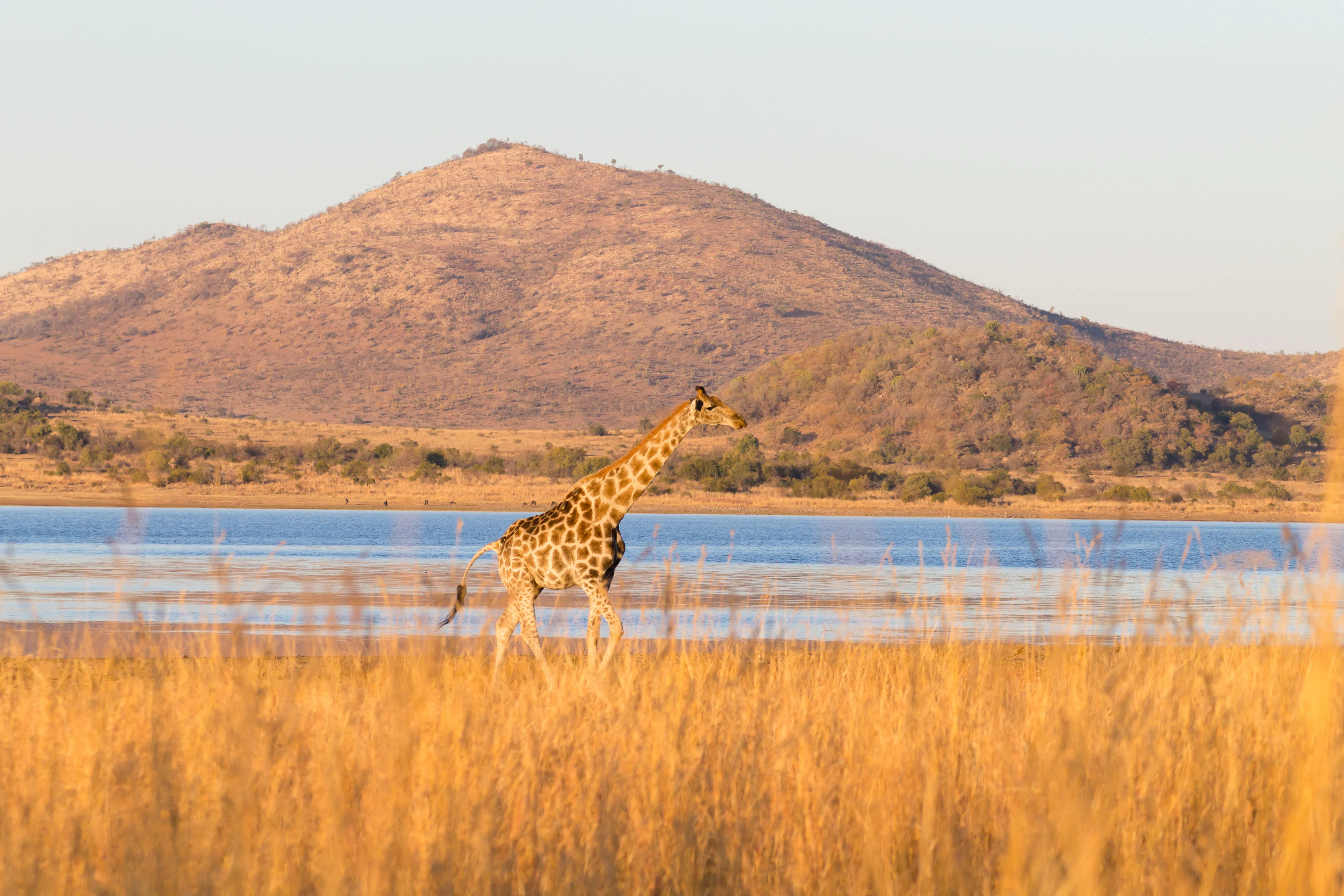 Pilanesberg nationalpark