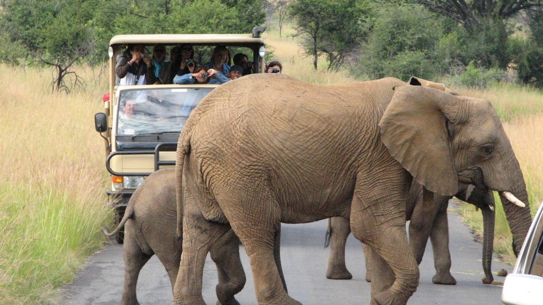 Manyane game drive in Pilanesberg National Park | musement