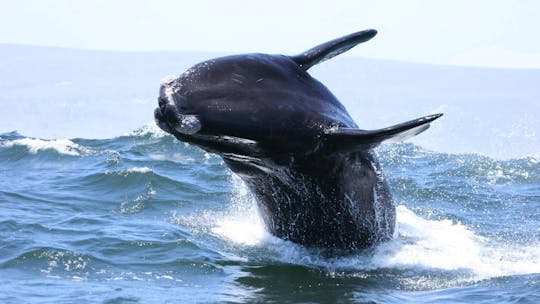 Whale watching tour from Gansbaai