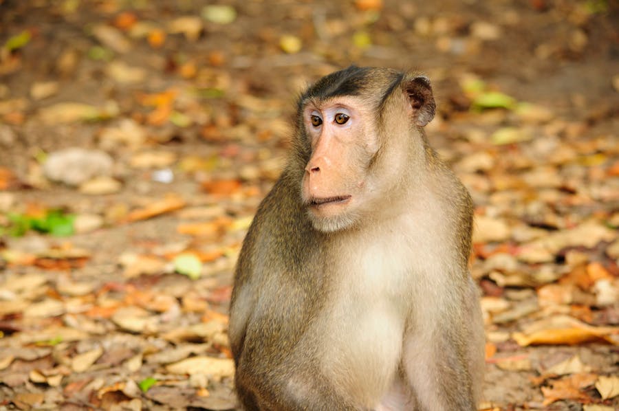 Monkey Island und Mangrovenwald Tagestour