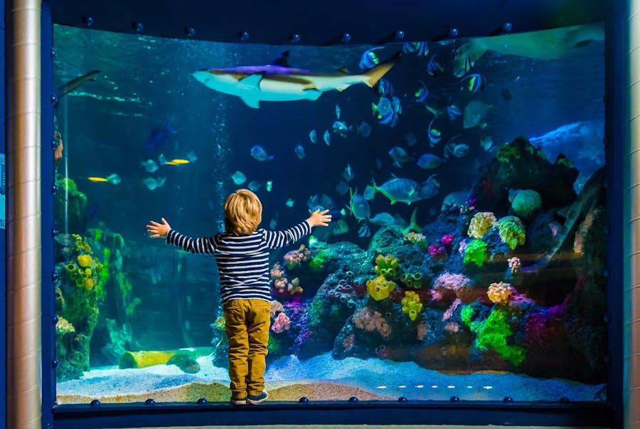 Billet d'entrée pour l'aquarium SEA LIFE Munich