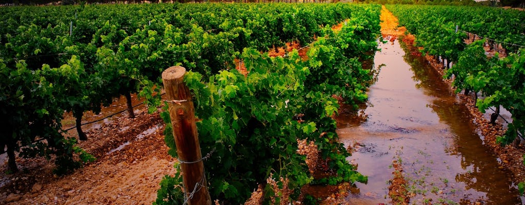 Ruta vinícola por la Ribera del Duero con cata desde Madrid