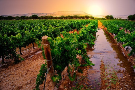 Ribera del Duero e degustação de vinho de Madrid