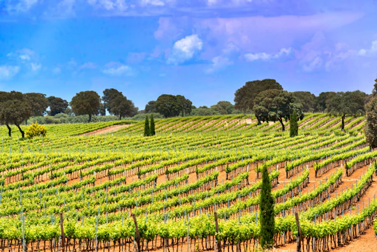 Windmills of Don Quixote wine tour from Madrid
