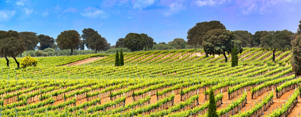 Windmills of Don Quixote wine tour from Madrid