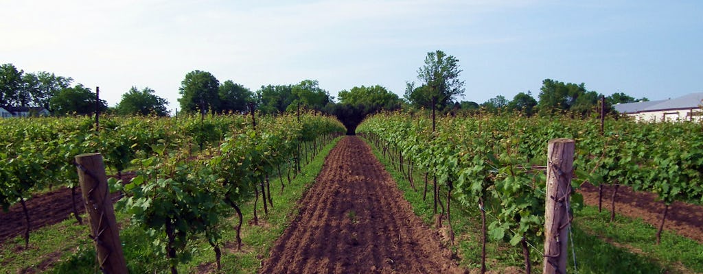 Private winery tour in the Niagara region